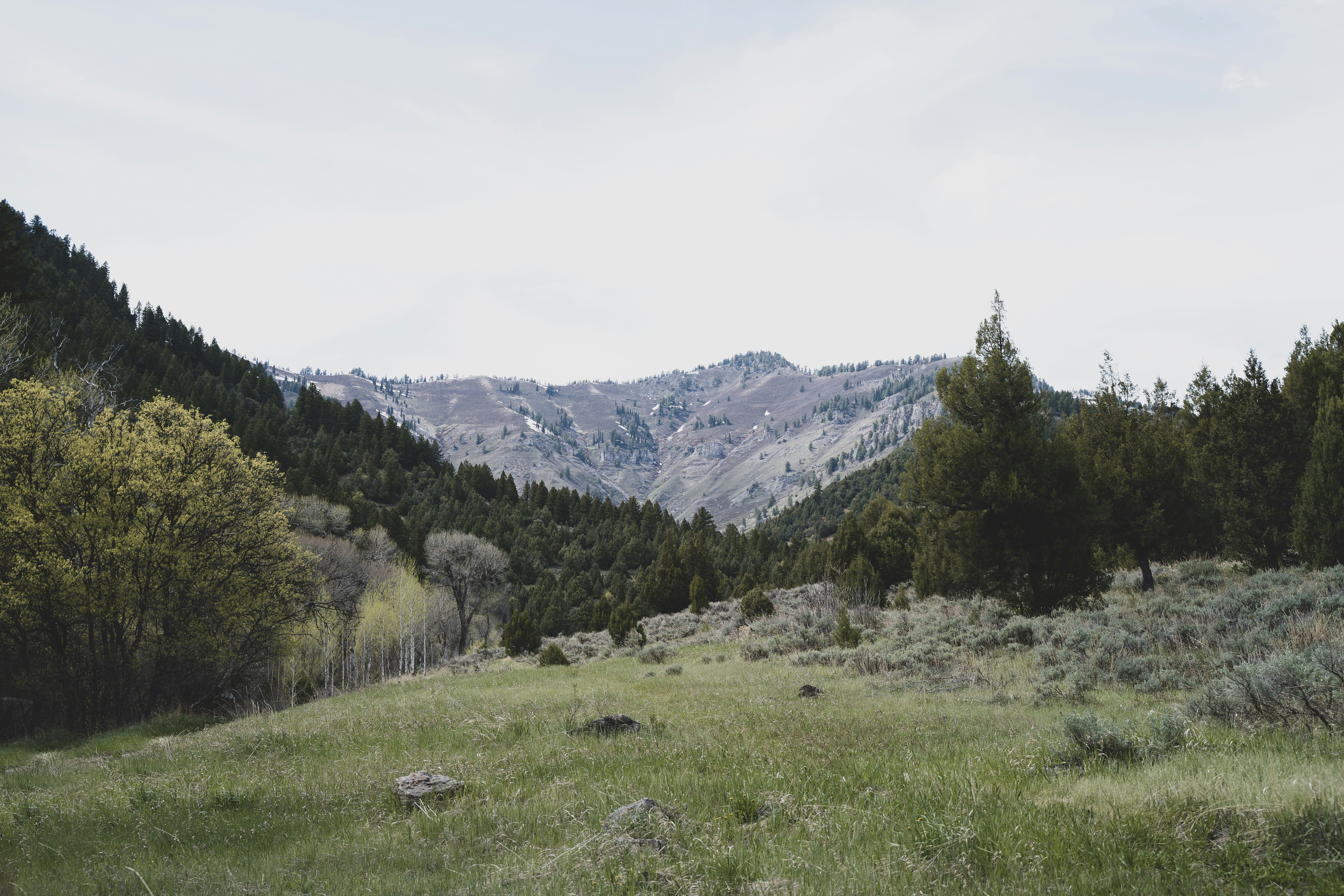 green grass field near green trees and mountains during daytime